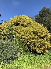 Acacia auriculiformis