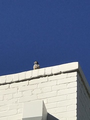 Campylorhynchus brunneicapillus