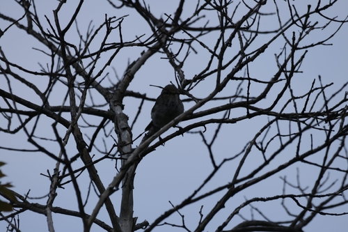 Japanese Bush Warbler (Horornis diphone), photo 7