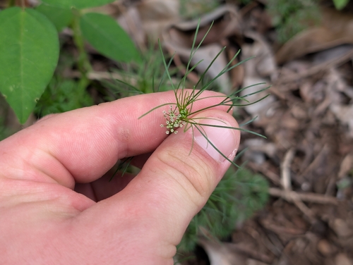 Cyclospermum leptophyllum observed 2026-03-06