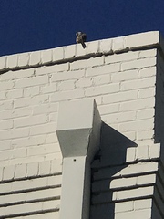 Campylorhynchus brunneicapillus