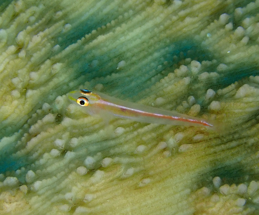 Cling Goby