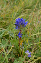 Gentiana tianschanica
