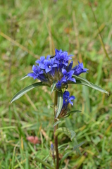 Gentiana tianschanica