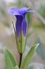Barbed Gentian - Photo (c) Aleksandr Naumenko, some rights reserved (CC BY-NC), uploaded by Aleksandr Naumenko