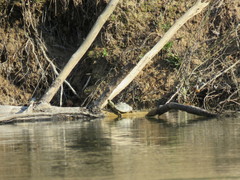 Graptemys pearlensis