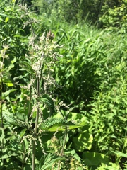 Urtica dioica dioica