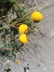 Calceolaria filicaulis