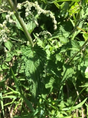 Urtica dioica dioica