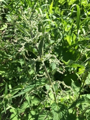 Urtica dioica dioica