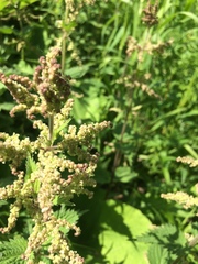 Urtica dioica dioica