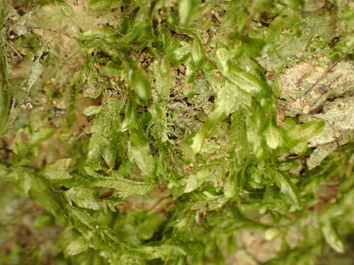 Orthorrhynchium elegans observed 2026-03-07