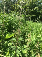 Urtica dioica dioica