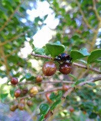 Phorbanta variabilis