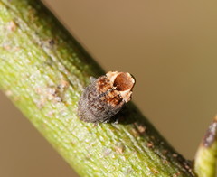 Brachyphyes thoracicus