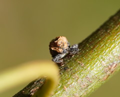 Brachyphyes thoracicus