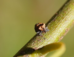 Brachyphyes thoracicus