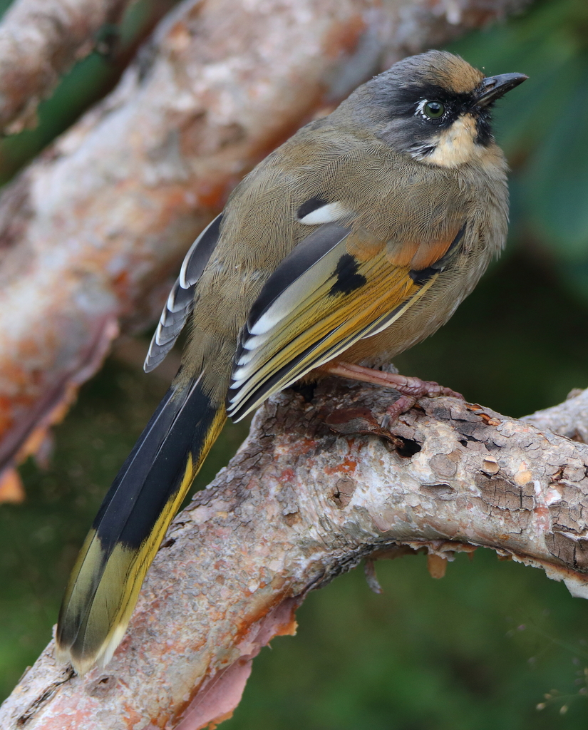 Variegated Laughingthrush