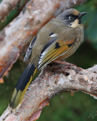 Variegated Laughingthrush photo 1
