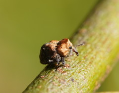 Brachyphyes thoracicus