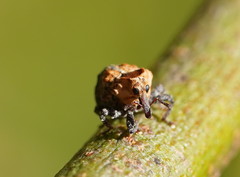 Brachyphyes thoracicus