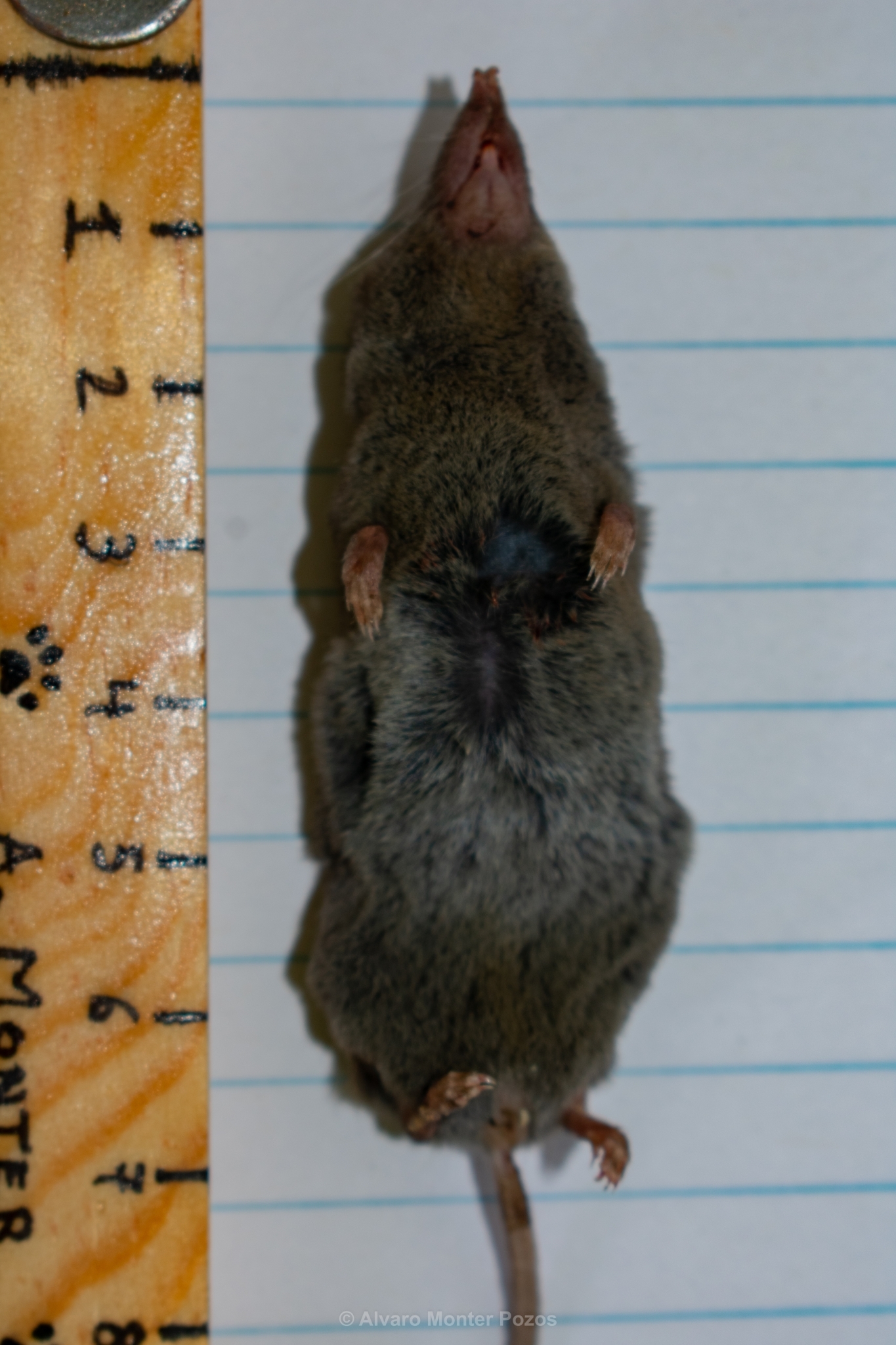 Cryptotis mayensis (Merriam, 1901)