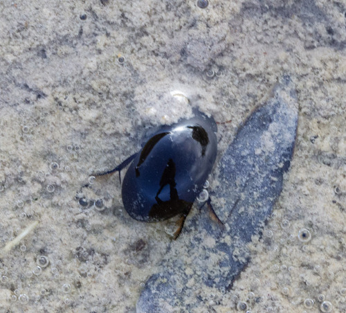 Tropisternus affinis