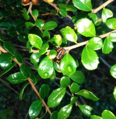 Phorbanta variabilis