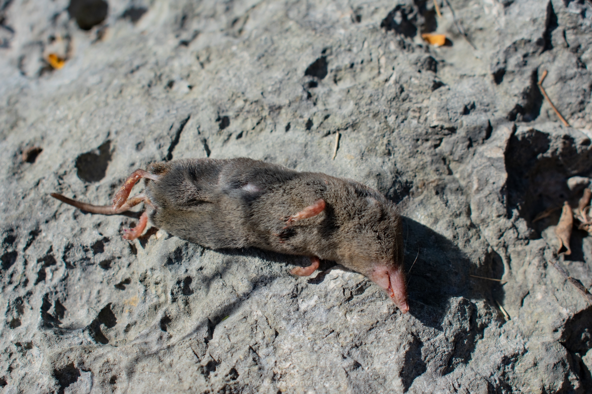 Cryptotis mayensis (Merriam, 1901)
