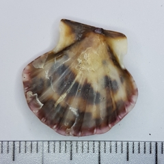 Flexopecten flexuosus