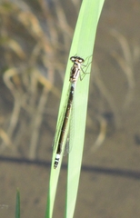 Coenagrion armatum