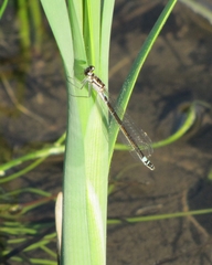 Coenagrion armatum