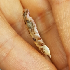 Flexopecten flexuosus