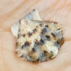 Flexopecten flexuosus