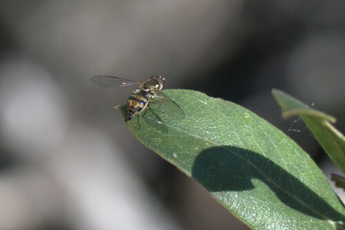 Unknown species found near Santa Cruz County, CA, USA
