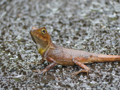 Lophosaurus spinipes