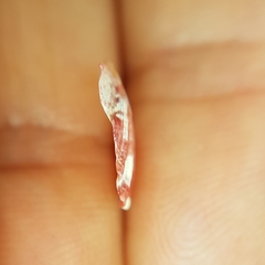 Flexopecten flexuosus