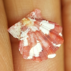 Flexopecten flexuosus