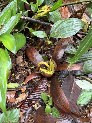 Shorea macrophylla observed 2026-02-20