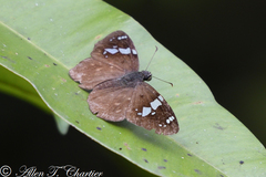 Celaenorrhinus eligius