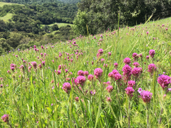 Castilleja exserta exserta