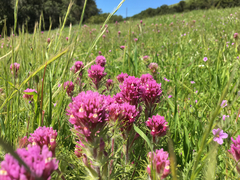 Castilleja exserta exserta