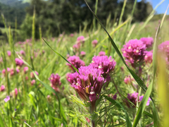 Castilleja exserta exserta