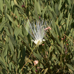 Capparis loranthifolia