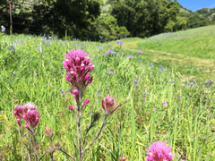 Castilleja exserta exserta