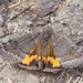 Light Orange Underwing - Photo (c) Michael Knapp, some rights reserved (CC BY), uploaded by Michael Knapp