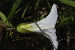 Calystegia sepium sepium