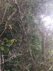 Coprosma propinqua