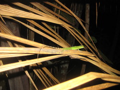 Anolis richardii