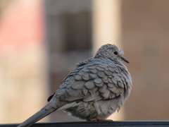 Columbina inca